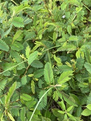 Chamaecrista nictitans