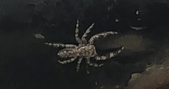 Platycryptus undatus