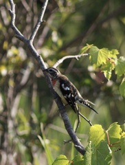 Pheucticus ludovicianus