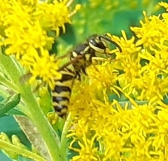 Vespinae