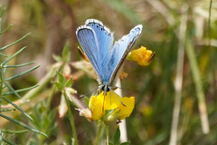 Polyommatus bellargus