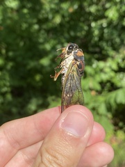 Neotibicen lyricen