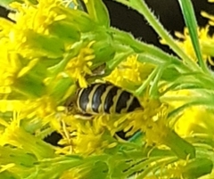 Vespinae