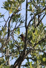 Pheucticus ludovicianus