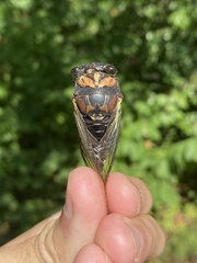 Neotibicen lyricen