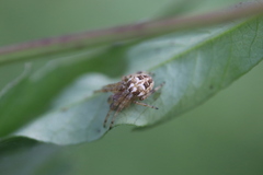 Larinioides cornutus