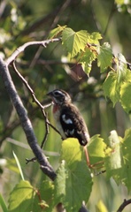 Pheucticus ludovicianus