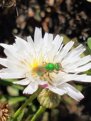 Agapostemon
