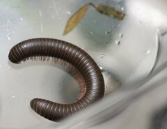 Narceus americanus