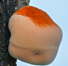 Inonotus hispidus