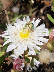 Agapostemon