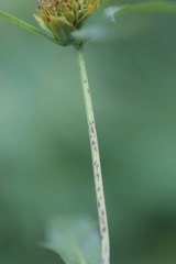 Hypericum tetrapterum