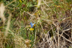Polyommatus bellargus