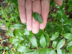 Insecta