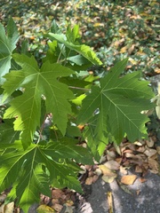 Acer saccharinum