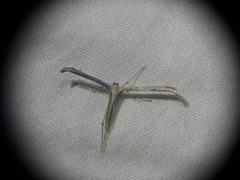 Emmelina monodactyla