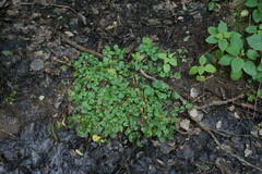 Cardamine tenera