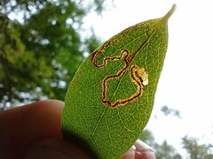 Insecta