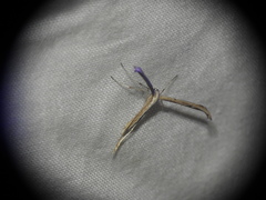 Emmelina monodactyla