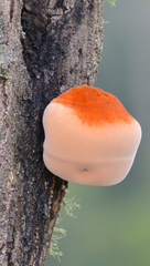Inonotus hispidus