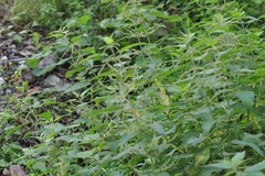 Urtica dioica