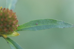 Hypericum tetrapterum