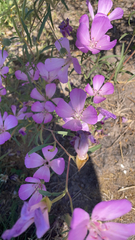 Clarkia