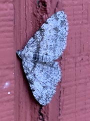 Digrammia gnophosaria