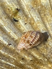 Ilyanassa trivittata