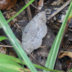 Anticarsia gemmatalis