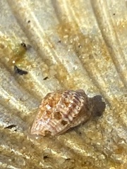 Ilyanassa trivittata