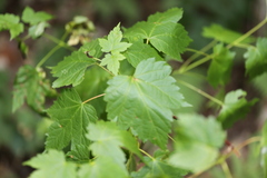 Acer spicatum