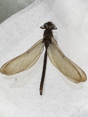 Boyeria vinosa