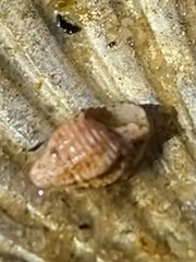 Ilyanassa trivittata