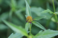 Hypericum tetrapterum