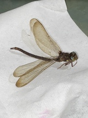 Boyeria vinosa