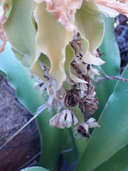 Eucomis autumnalis