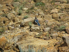 Aphelocoma woodhouseii