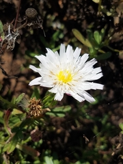 Malacothrix saxatilis