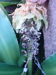 Eucomis autumnalis
