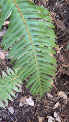 Polystichum munitum