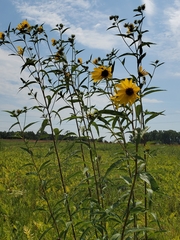Helianthus giganteus