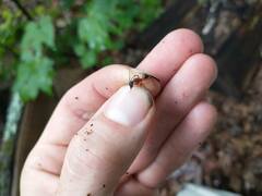 Camponotus chromaiodes