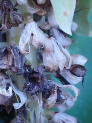 Eucomis autumnalis