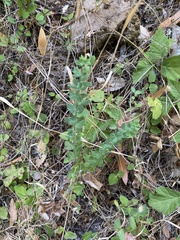 Genista monspessulana