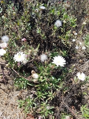 Malacothrix saxatilis