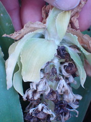 Eucomis autumnalis