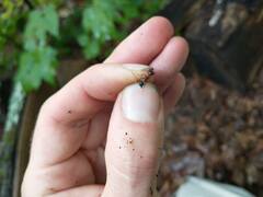 Camponotus chromaiodes