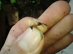 Camponotus chromaiodes