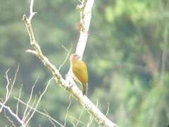 Colaptes rubiginosus